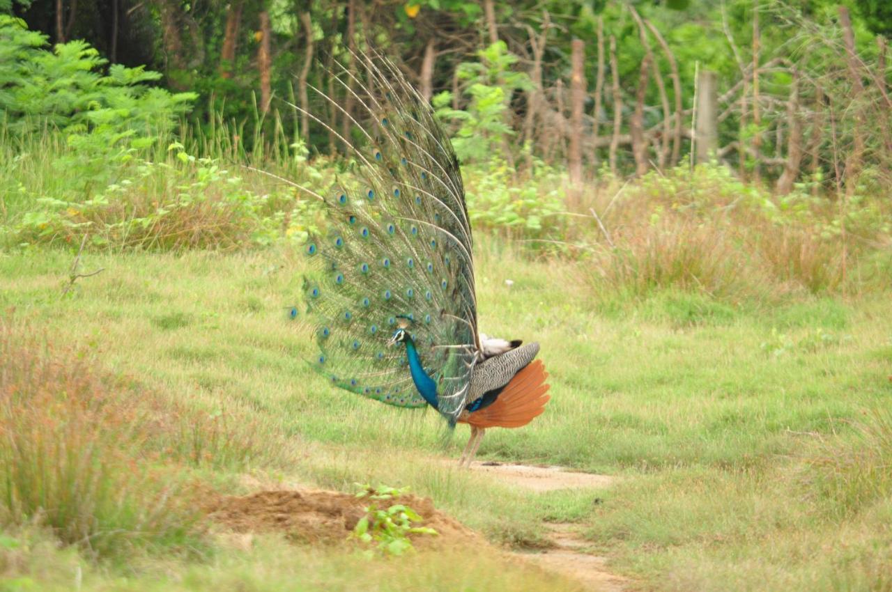Ranakeliya Lodge - Yala Luaran gambar