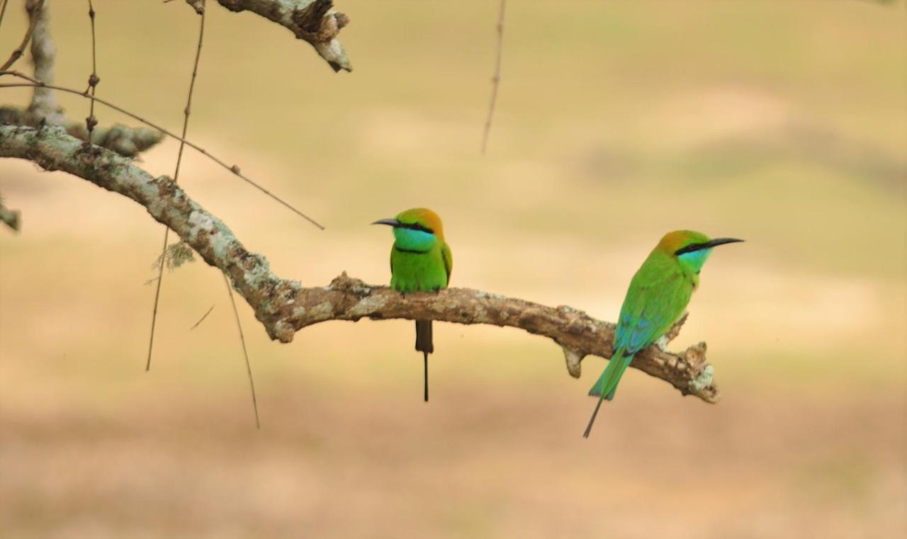 Ranakeliya Lodge - Yala Luaran gambar