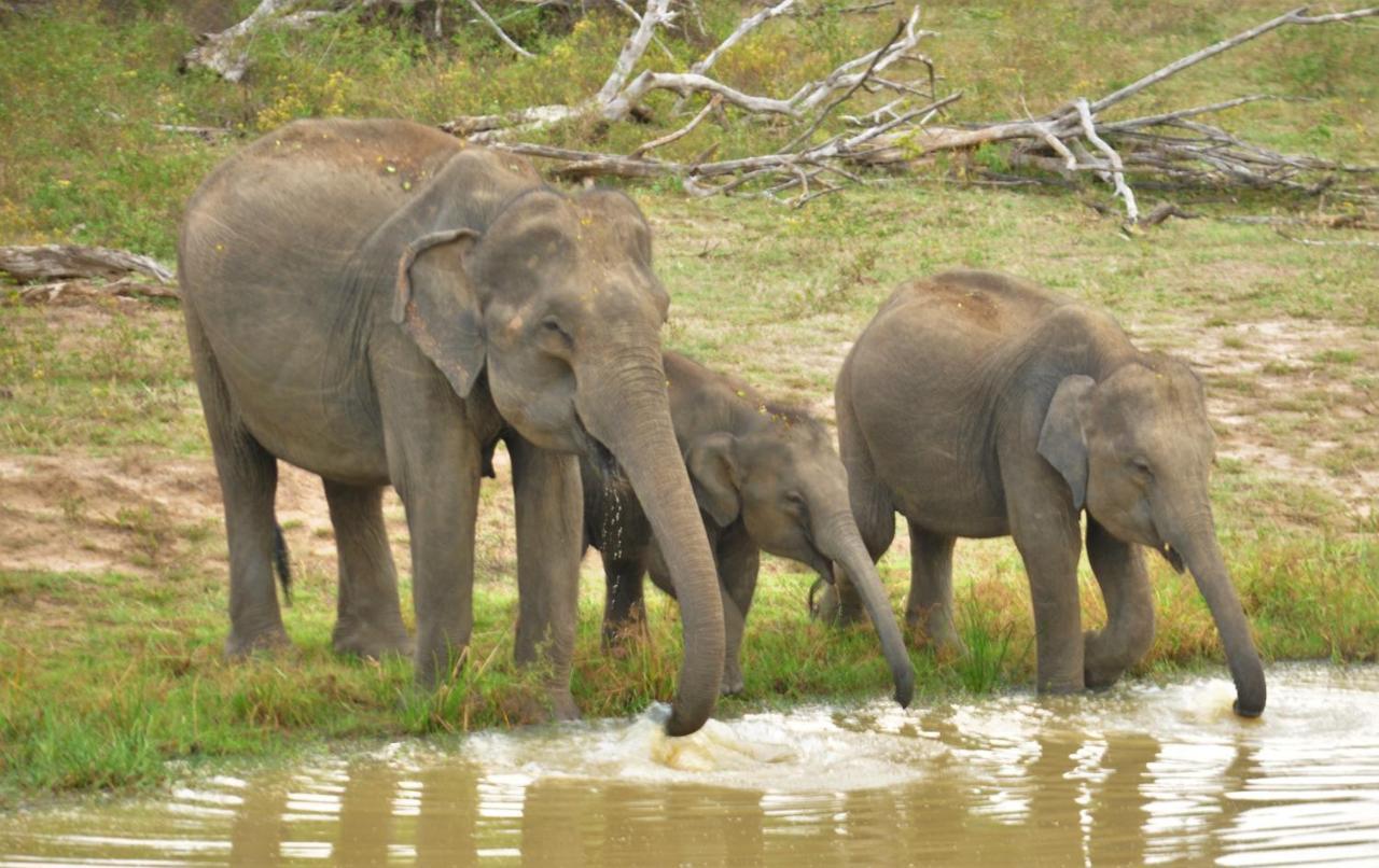 Ranakeliya Lodge - Yala Luaran gambar